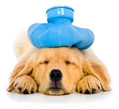 solutions vet hospital